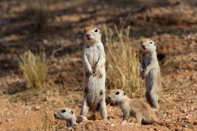 Round-tailed Ground squirrel