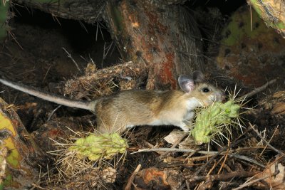 White-throated woodrat