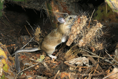 Whtie-throated woodrat