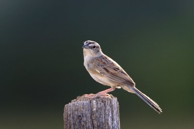 Botteris Sparrow.JPG