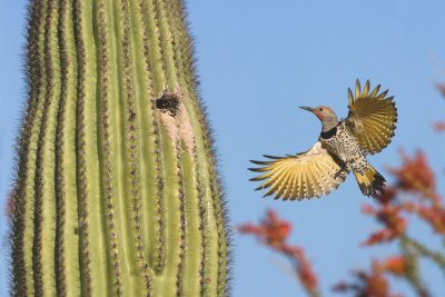 Gilded Flicker 1.JPG