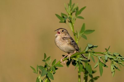 Grasshopper Sparrow.JPG