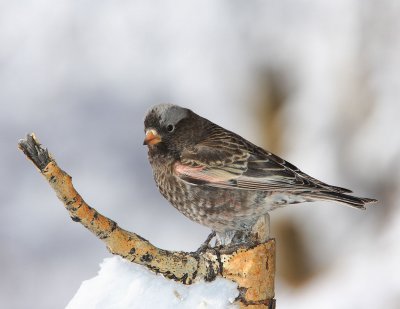 Gray-crowned Rosy Finch.JPG
