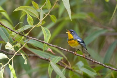 Northern Parula.jpg