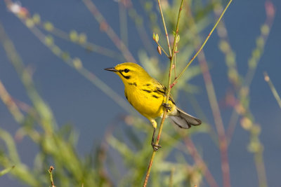 Prairie Warbler 2.jpg