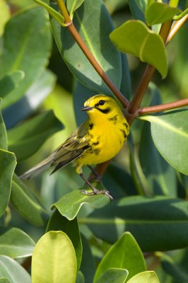 Prairie Warbler.jpg