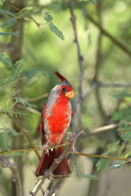 Pyrrhuloxia.JPG