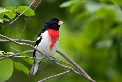 Rose-breasted Grosbeak.JPG