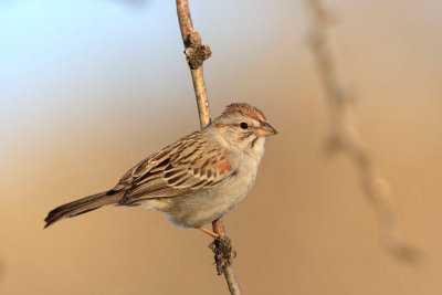 Rufous Winged Sparrow_2007tif.jpg