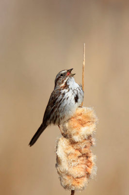 Song Sparrow.jpg