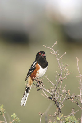 Spotted Towhee 2.JPG