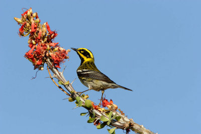 Townsends Warbler.jpg