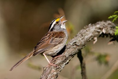 White-throated Sparrow.JPG