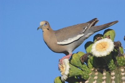 Whitewing Dove 1.JPG