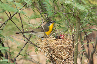 Yellow-breasted Chat.JPG