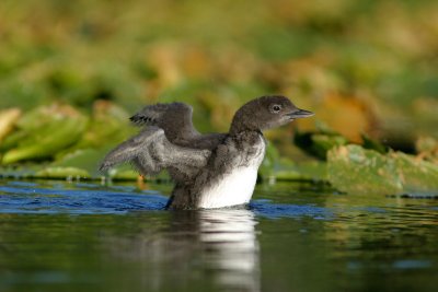 Common loon young.jpg