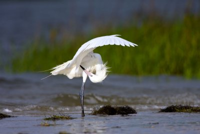 Reddish Egret-white phase.jpg