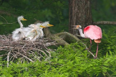 Roseatte Spoonbill stealing nest material from Great Egret Chicks.jpg