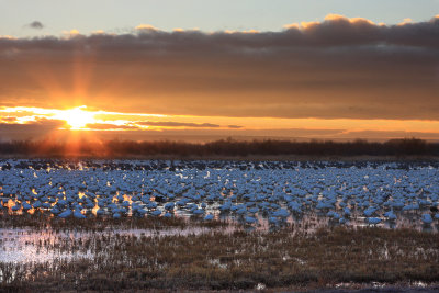 Snow Geese at Sunrise.jpg