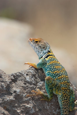 Desert Collared Lizard 4.jpg