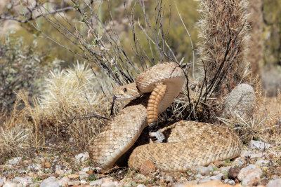 Diamondback Rattlesnake.jpg