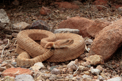 Grand Canyon Rattlesnake.jpg
