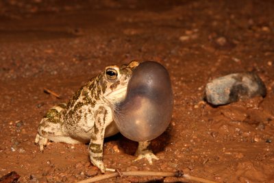 Great Plains Toad.jpg