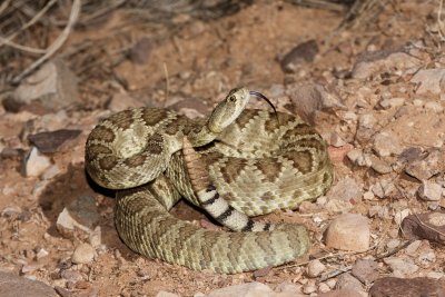 Mojave Rattlesnake.jpg