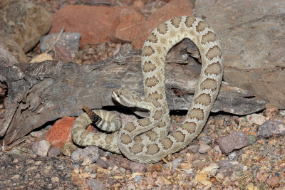 Prairie Rattlesnake.jpg