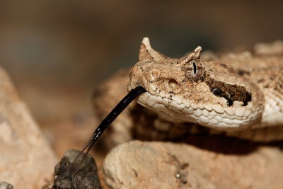 Sidewinder Rattlesnake.jpg