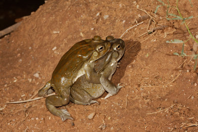 Sonoran Desert Toad 2.jpg