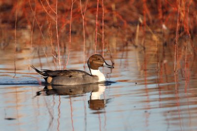Pintail duck