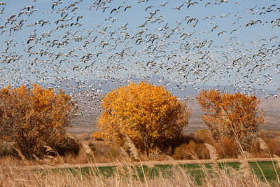 Snow Geese lift off