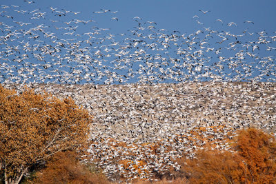 Snow Geese lift off