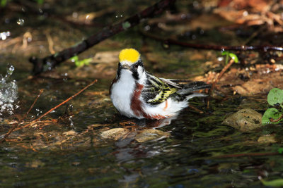 Chestnut-sided warbler.jpg