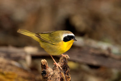 Common Yellowthroat.jpg