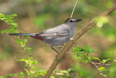 Gray catbird.jpg