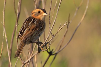 Nelsons Sharp-tailed sparrow 3.jpg