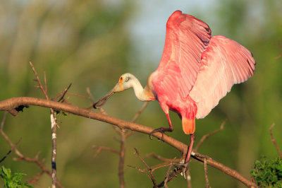 Roseate spoonbill.jpg