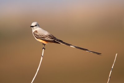 Scissor-tailed flycatcher.jpg