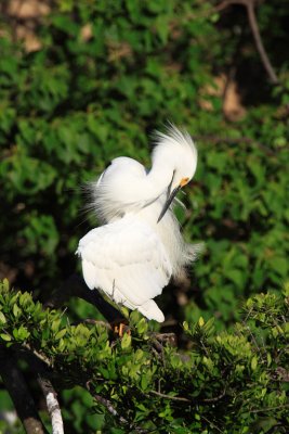 Snowy Egret.jpg