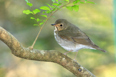 Swainsons thrush.jpg