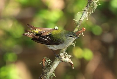 Tennessee warbler.jpg