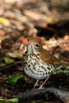 Wood Thrush High Island 04-09_3001.jpg