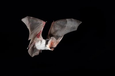Spotted Bat 4.jpg