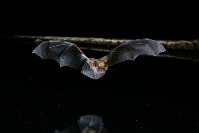 Big Brown Bat 1.jpg