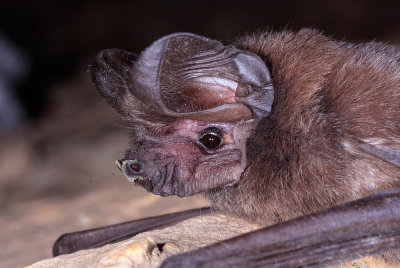 Big Free-tailed Bat 2.jpg