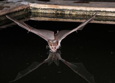 California Leaf-nosed Bat 2.jpg