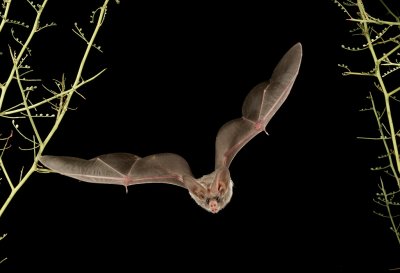 California Leaf-nosed Bat 3.jpg