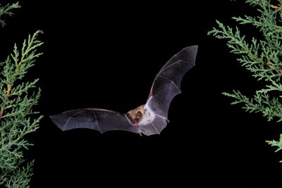 Fringed-tailed Bat.jpg
